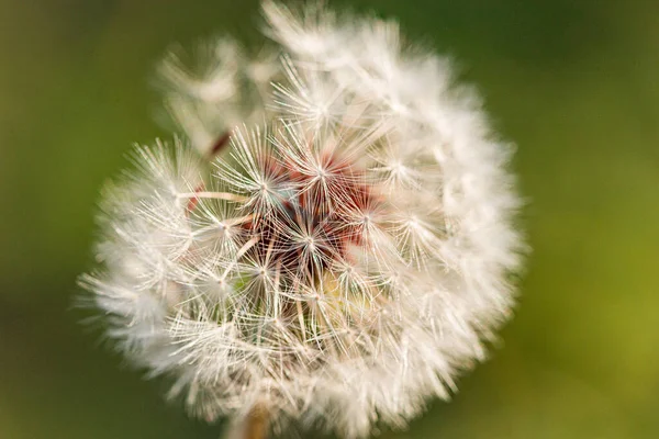 Detail Dandelion Seeds Selective Focus Green Background — Stock Photo, Image