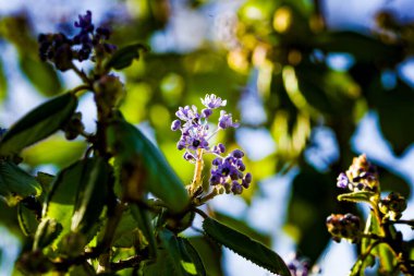 Güney Kaliforniya 'da parlak bir bahar güneşinde mor, morumsu tomurcuk ve yapraklar da dahil olmak üzere yün yapraklı Ceanothus çalı çiçeğinin detayları