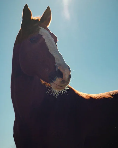 Low Angle Backlit Brown Horse Fehér Folttal Lencse Fáklya Kék — Stock Fotó