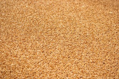 Güneşli bir yaz gününde seçici odaklı Altın Buğday tohumlarının ayrıntıları