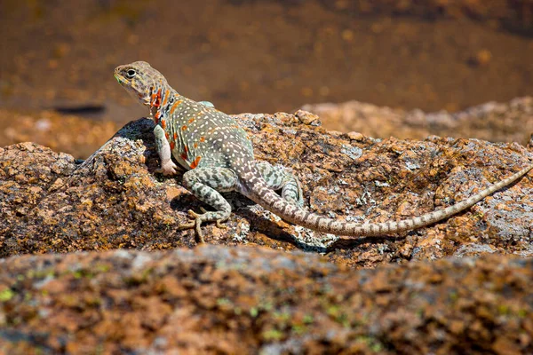 Eastern Collared Lizard or Mountain Boomer with Orange Spots on Skin sits on a Rock in Spring