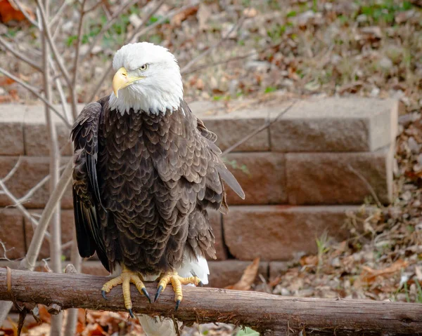 Águila Calva Encaramada Una Rama Árbol Otoño Con Hojas Otoño — Foto de Stock