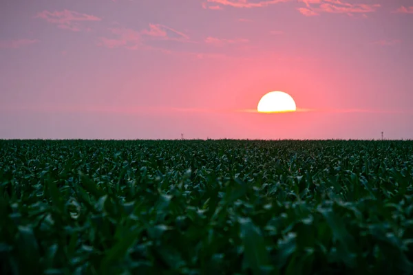 Пейзаж Солнца Горизонте Закате Полем Толстых Стеблей Кукурузы Листьев Розовым — стоковое фото