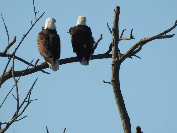 stock image  Eagles in a tree looking north