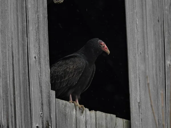 Vogel Gier Natuur Schuur Roofvogel Uitkijkend Vanuit Schuur Zwarte Vogel — Stockfoto