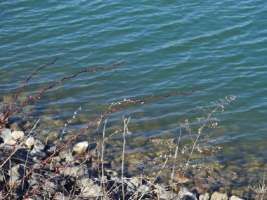 Sudaki kırmızı dikenler