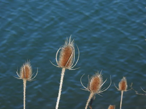 Some Teasel Water Edge — Stock Photo, Image