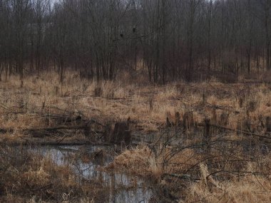 Doğada ağaçtaki akbabalar