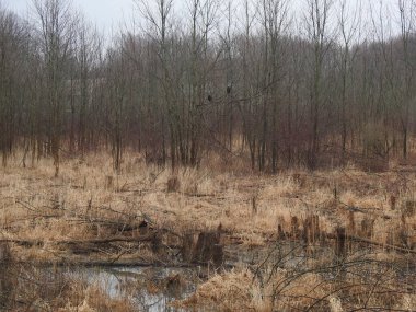 Doğada ağaçtaki akbabalar