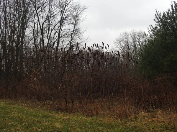 Yağmurlu bir günde Staghorn Sumac