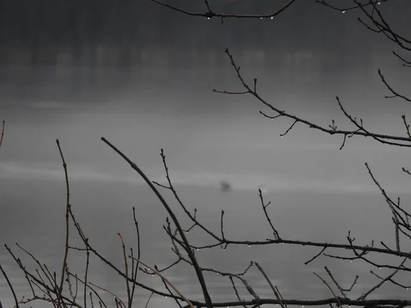 Foggy Mystical Gloomy Day Lake — Stock Photo, Image