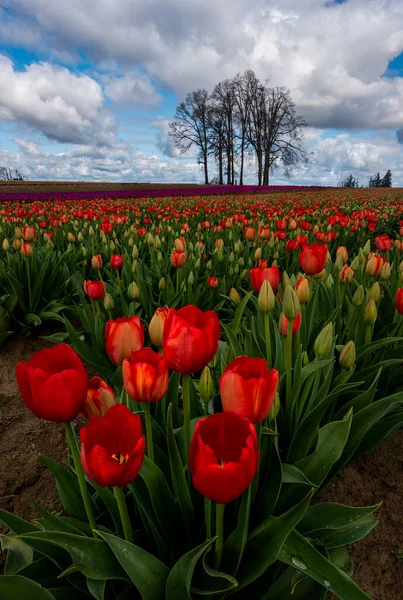 Campo Vibrantes Tulipanes Florecientes Primavera Oregon — Foto de Stock