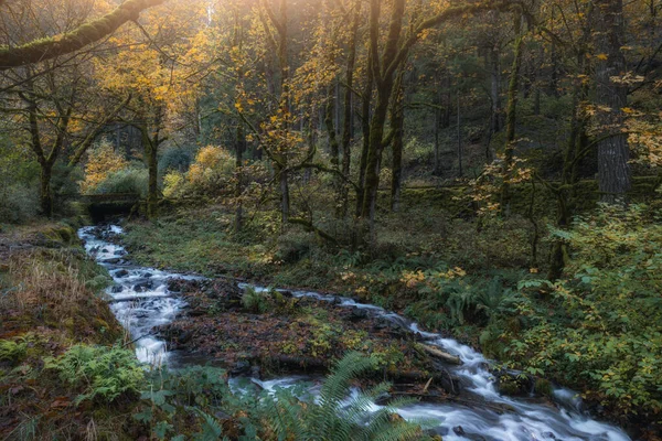Enchanted Autumn Woodland Forest Landscape Beautiful Columbia River Gorge Oregon — Zdjęcie stockowe