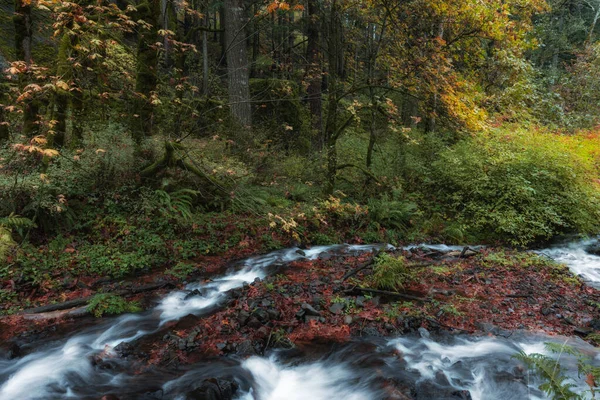 Sonbahar Yeşilliği Sonbahar Rengi Güzel Ormanlık Alanda Columbia River Vadisi — Stok fotoğraf
