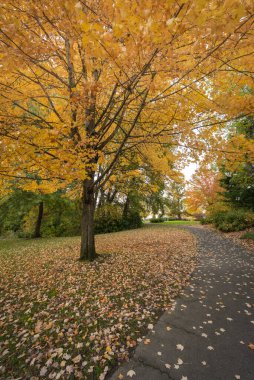 Sonbahar mevsiminde sonbahar yaprakları