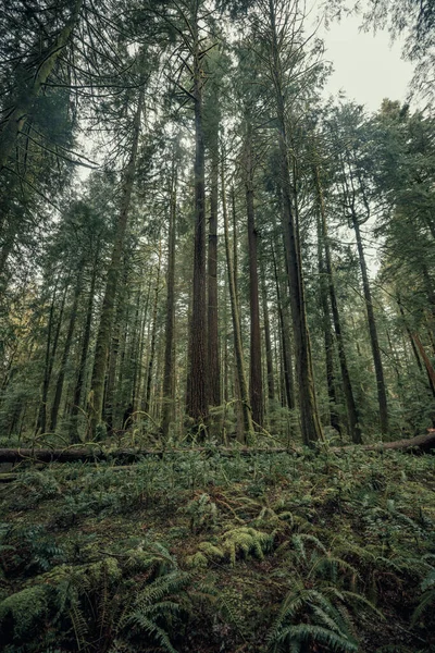 Высокие Деревья Пышных Мшистых Лесах Тихоокеанского Северо Запада Орегон — стоковое фото