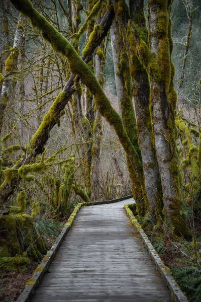 Путь Через Зеленый Лес Деревьями — стоковое фото