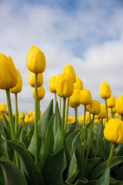 Vibrantes Tulipanes Primavera Amarillos Florecientes — Foto de Stock
