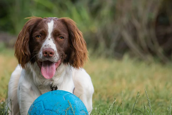 İngiliz springer spaniel köpeğinin portresi 