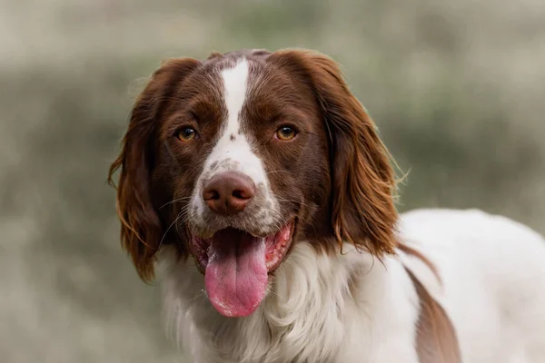 İngiliz springer spaniel köpeğinin portresi 