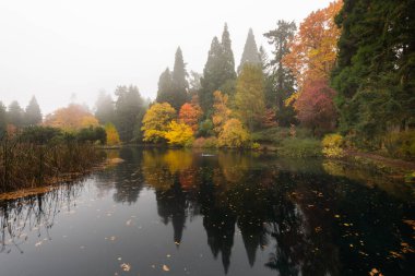 Ağaçlar ve yapraklarla dolu güzel sonbahar manzarası