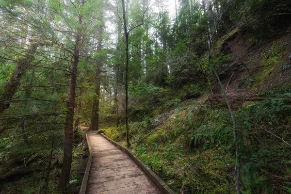 stock image Pathway through lush green forest at daytime