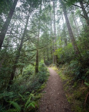 Gündüz vakti yemyeşil ormanlarda yol
