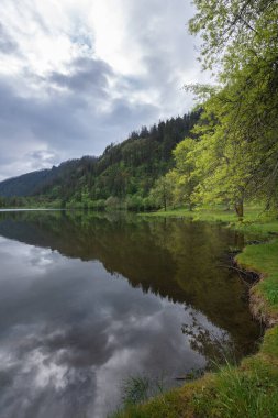 Suya yansıyan yeşil ormanlı güzel bir manzara.   