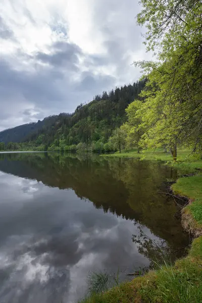 Suya yansıyan yeşil ormanlı güzel bir manzara.   