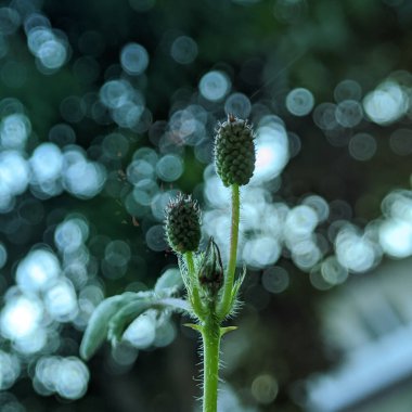 Güzel botanik fotoğrafı, doğal duvar kağıdı.