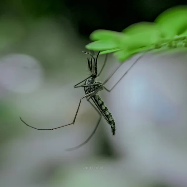 Vue Rapprochée Insecte Nature — Photo