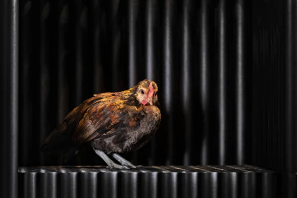 A brown chicken sits on the floor of a designer iron cabinet or cage made from black pipes