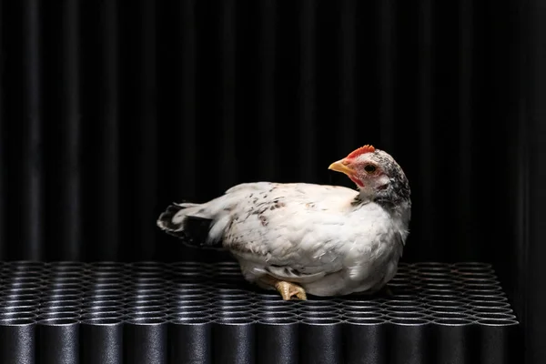 Ένα Λευκό Κοτόπουλο Κάθεται Στο Πάτωμα Ενός Σχεδιαστή Σιδερένιου Ντουλαπιού — Φωτογραφία Αρχείου