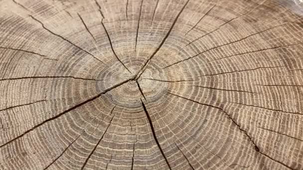 Ξύλινη Επιφάνεια Παλαιού Δέντρου Κομμένη Δακτύλιους Ετήσιων Γραμμών Ηλικίας Ρωγμές — Αρχείο Βίντεο