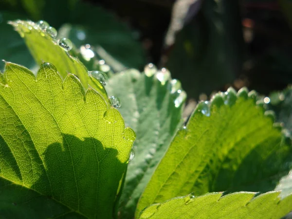 Green Leaves Flora Foliage — Stock Photo, Image