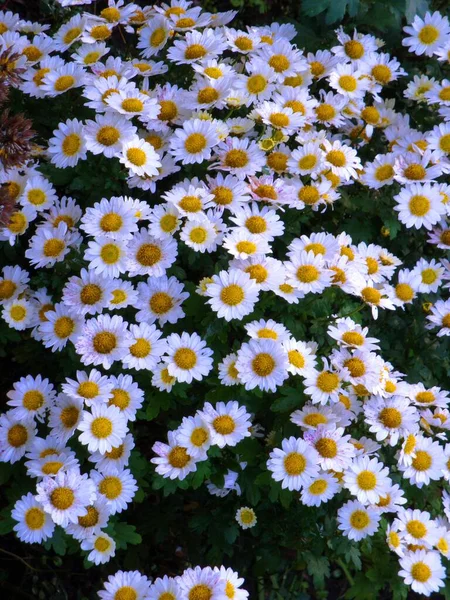 stock image many chamomile or chrysanthemum flowers