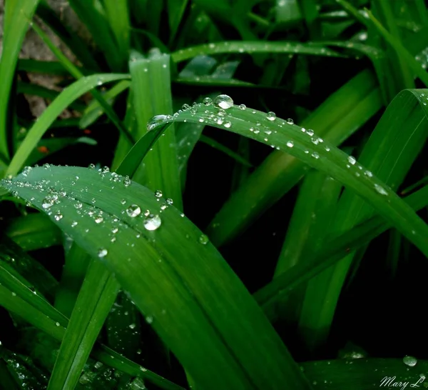Зелена Трава Краплями Роси — стокове фото