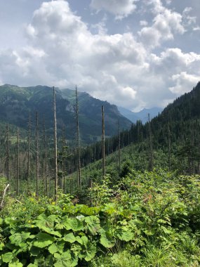 Yeşil çimenleri ve bulutlu gökyüzü olan güzel bir orman manzarası.