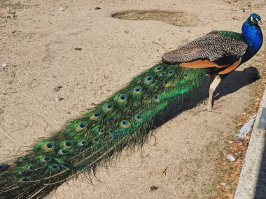 Güzel tavus kuşu, güneşli bir günde uzaklara bakıyor..