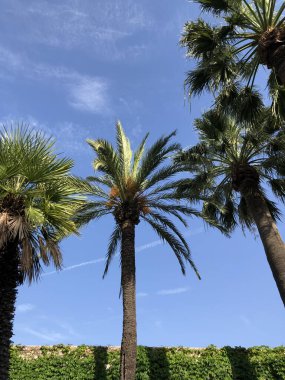 Parktaki palmiye ağaçları