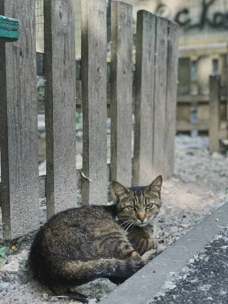 Katze Sitzt Auf Der Straße — Stockfoto