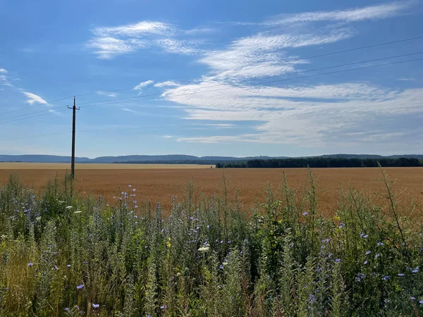 Ağaçlar ve mavi gökyüzü olan güzel bir manzara.