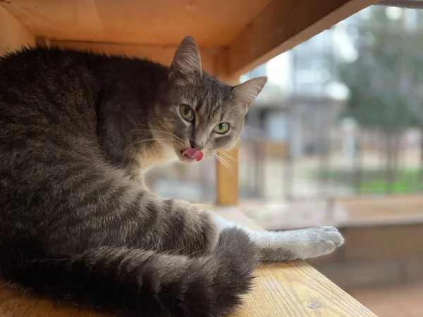 Katze Sitzt Einem Haus Der Stadt — Stockfoto