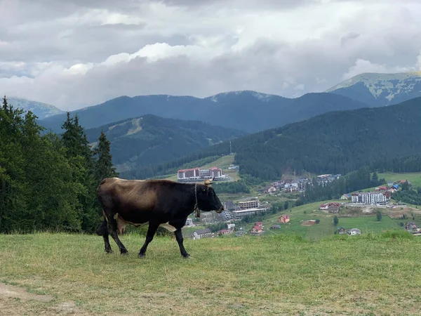 在山上吃草的奶牛 — 图库照片