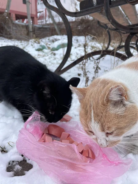 Katze Schnee — Stockfoto
