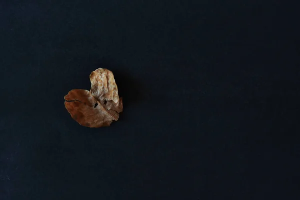 stock image A leaf from a tree in the shape of a heart on a black background