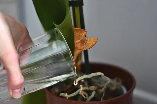 Una Flor Riega Vaso Transparente —  Fotos de Stock