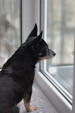 Siyah bir köpek oturur ve pencereden dışarı bakar.