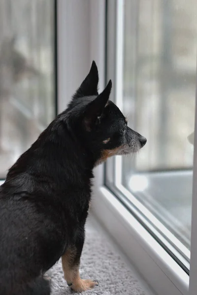 Stock image A black dog sits and looks out the window