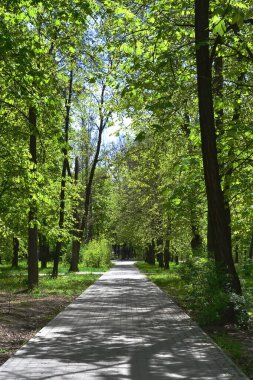 Park, patika, çimen ve yeşil ağaçlar